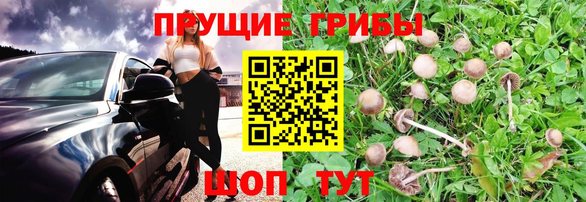 Галлюциногенные грибы прущие грибы Курчалой