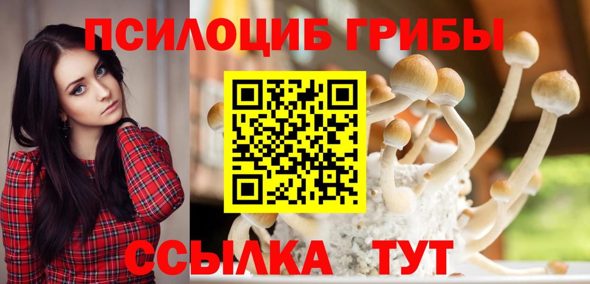 Галлюциногенные грибы MAGIC MUSHROOMS  дарнет шоп  Курчалой  Вход с VPN  Псилоцибиновые грибы мицелий 